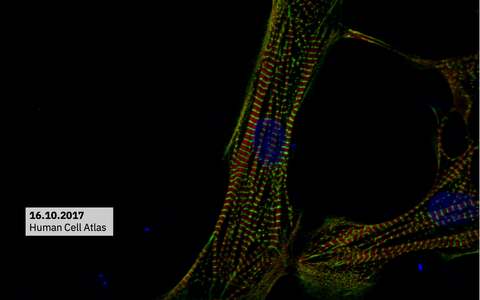 Human Cell Atlas