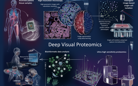 Grafik zu den Arbeitsschritten bei „Deep Visual Proteomics“ (englisch). 