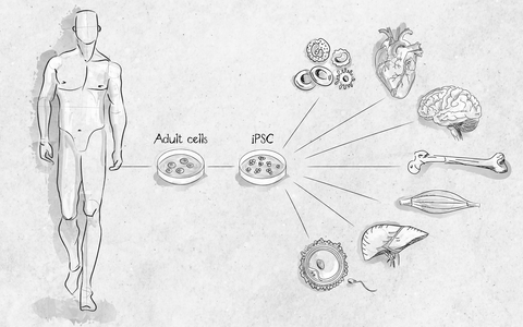 Pluripotent Stem Cells