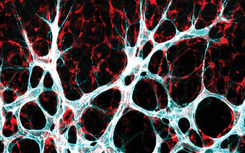 Growing blood vessel network in mouse retina