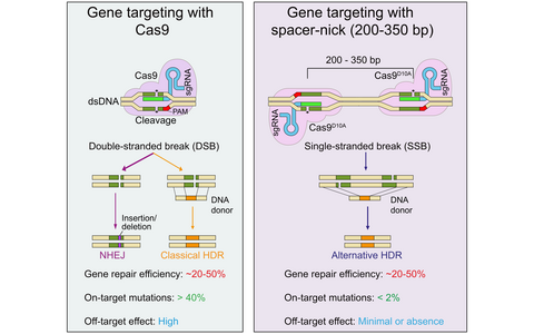 Vergleich: Gen-Targeting mit Cas9 vs. Gen-Targeting mit Spacer-Nick