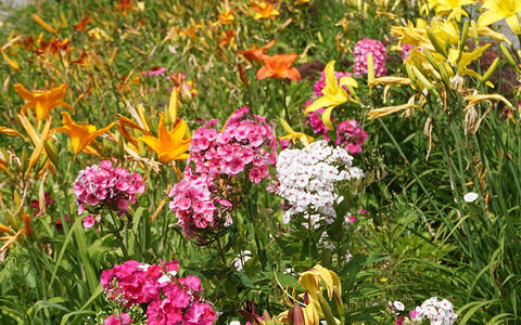 Flowerbed