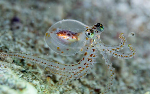 Octopus in water