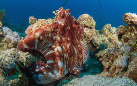 Octopus in water