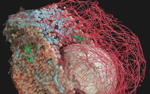Rendering of a pancreatic beta cell