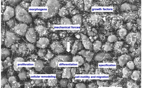 Forebrain development