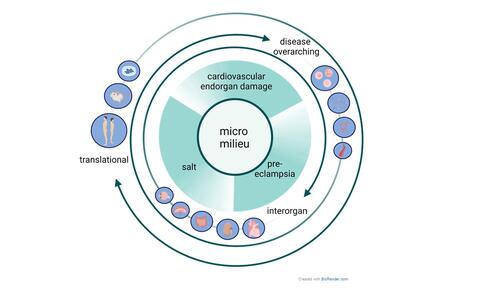 Translational concept mueller_dechend_lab