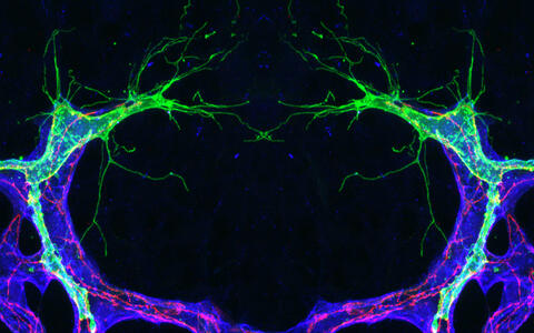 microscopic image