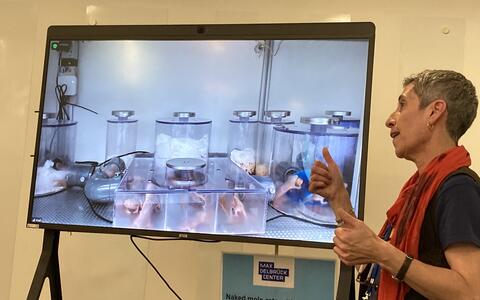 naked mole rats on a screen