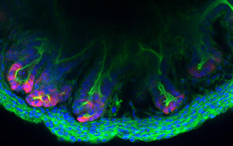 scientific image