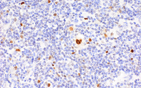 Scientific image
