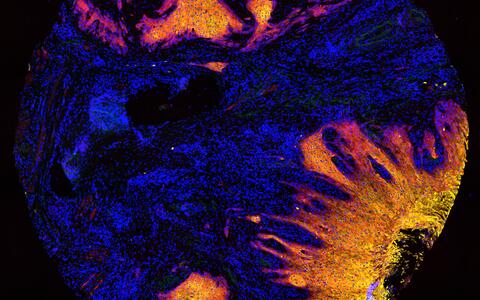 Scientific image