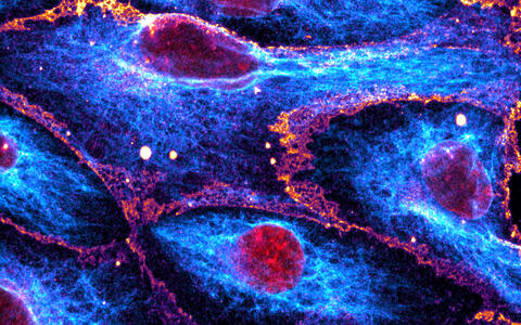 Scientific image