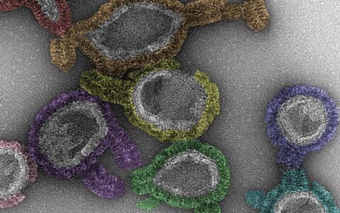 Scientific image