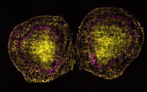 Scientific image