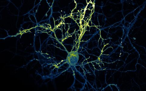 Scientific image