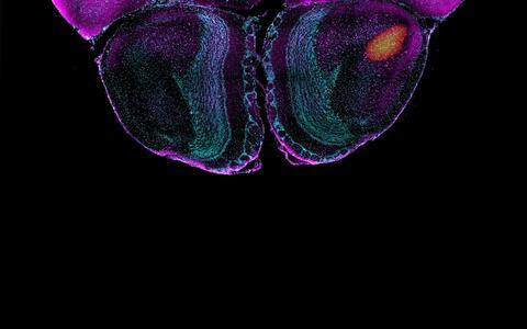 Scientific image