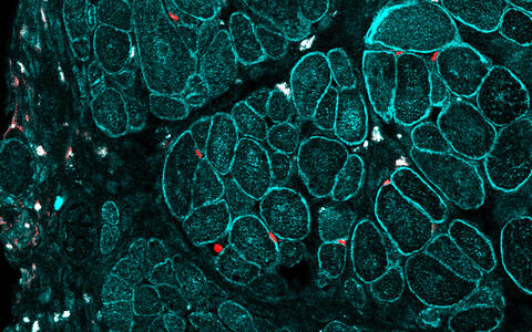 Scientific image