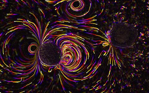 Scientific image