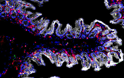 Scientific image