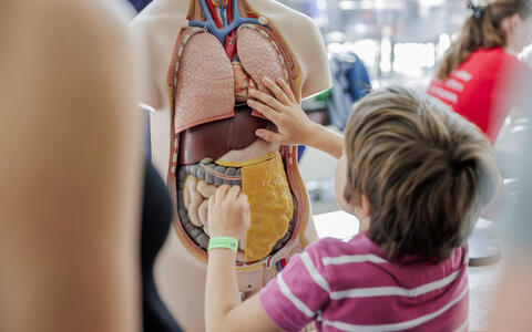 Child exploring a human anatomy model to learn about internal organs