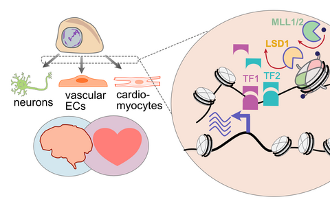 Schematic of chromatin interplay with transcription factors driving gene expression changes in stem cell differentiation