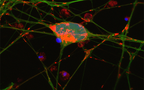 Scientific image
