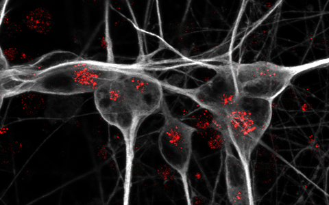 Scientific image