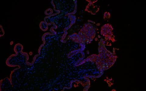 Scientific image