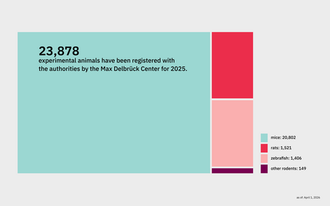 Animal experiments overview of animals 2025