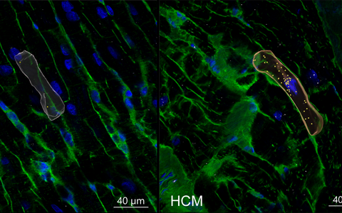 wissenschaftliches Bild