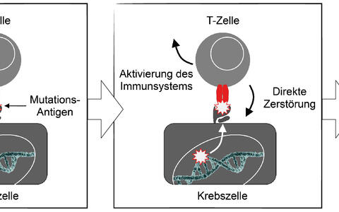 Gentherapie: Auf Mutationen ausgerichtete T-Zellen gehen gegen Tumoren ...