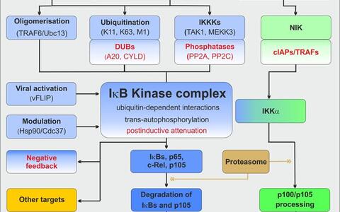 Flow chart of the IKK/NF-κB signaling network
