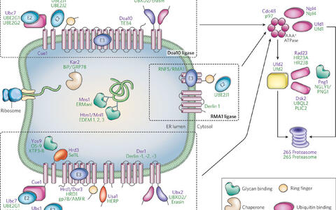 ER-associated protein degradation in yeast and mammalian cells