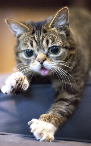 Lil Bub
