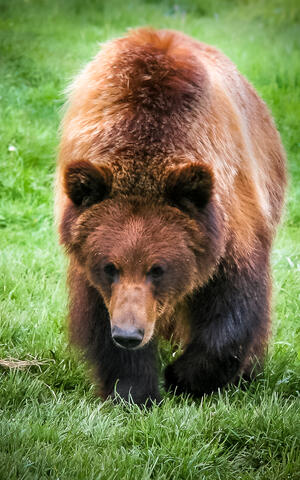 2019-12-27_Grizzy_Bear