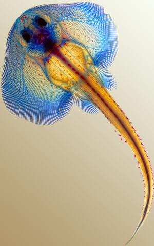 Image of a skate