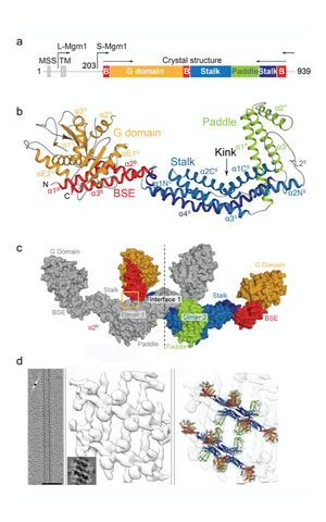 Scientific illustration