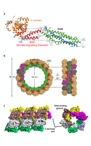 Scientific illustration
