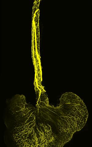 Image of the mouse’s esophagus and stomach