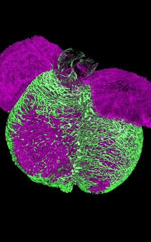 Scientific image