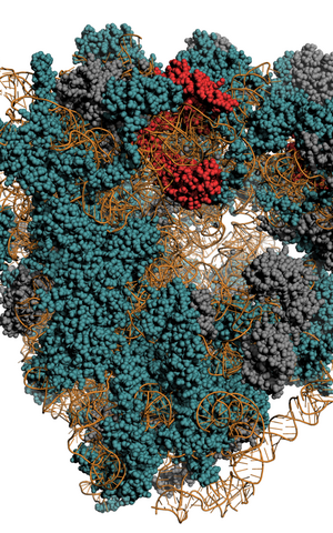 Ribosom RNA Komplex