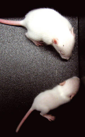 M&auml;use ohne &bdquo;Gl&uuml;ckshormon&ldquo; Serotonin im Gehirn und mit Serotonin