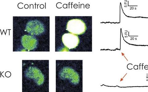Intracellular calcium release is visualized by calcium sensitive dyes and Nipkow spinning disc microscopy
