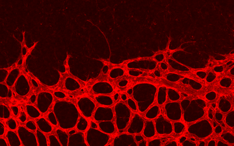 Retina of a mouse