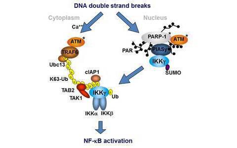 Model of IKK and NF-κB activation upon genotoxic stress