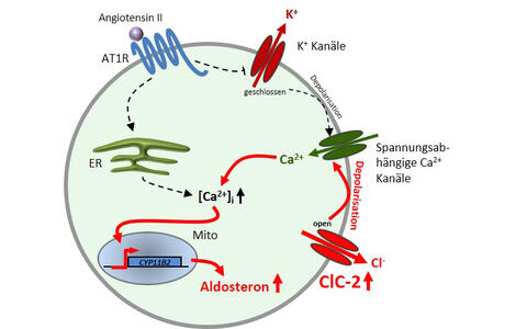 ClC2 Schema