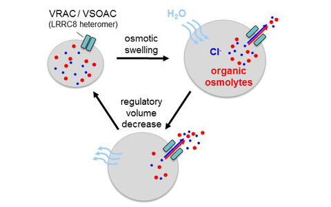 Figure 1. Schematic diagram of VRAC function. VRAC is closed under resting conditions (top left) and opens after osmotic swelling. The resulting efflux of chloride and organic osmolytes decreases cellular osmolarity, resulting in water efflux and regulatory volume decrease.