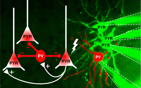 Schematic drawing how pyramidal cells generate single signals that activate PV interneurons