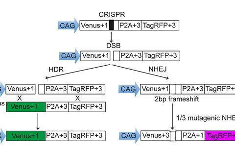 figure-e1428915090949